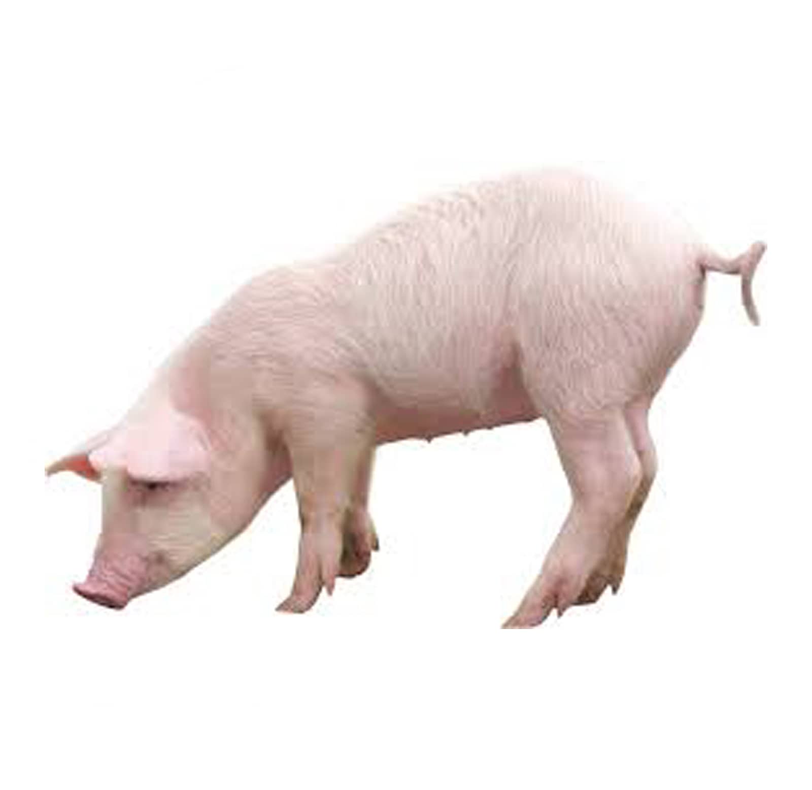 pig2 pig2